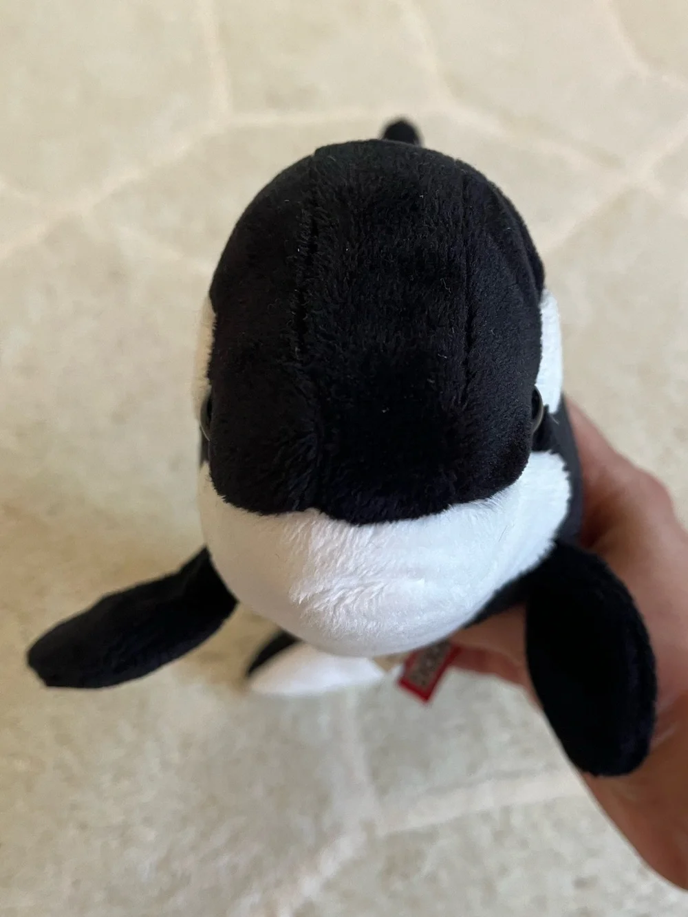 Douglas Spout Orca Whale